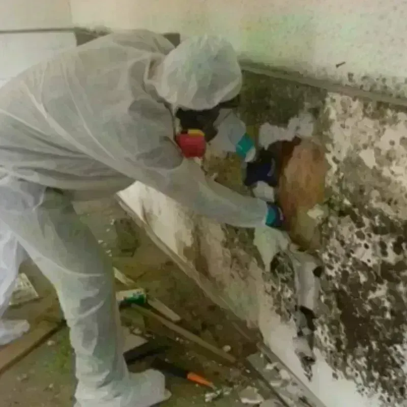 Mold Remediation and Removal in Raritan, NJ